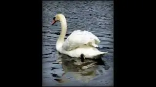 Saint-Saëns/Godowsky - Le Cygne (The  Swan) - Nikolai Petrov