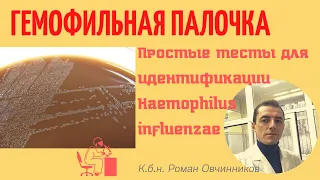 Гемофильная палочка - простые тесты для идентификации Haemophilus influenzae (кбн Роман Овчинников)