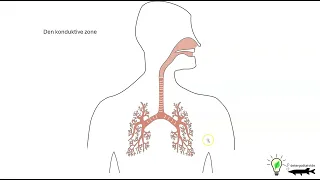 lunger og volumen