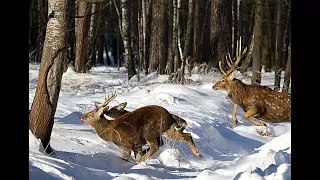 Охота на оленя зимой:  с подхода, с собаками, с вышки! Секреты сибирских охотников!