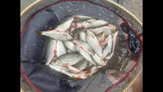 Hemp Fishing. River Thames Roach, with underwater footage.