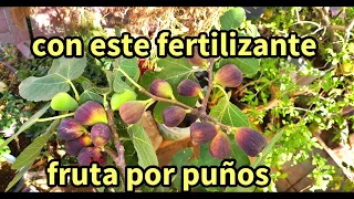 super fertilizante  para higos explotarán  tus arboles a dar fruta en poco tiempo