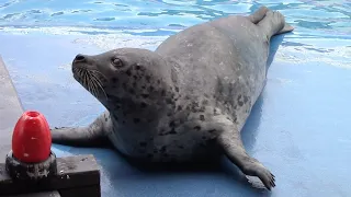 Sea Lion/Seal Show - Gulf World Marine Park - July 21, 2022