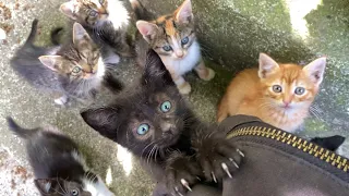 11 Cute kittens living on the street. These Kittens are incredibly beautiful.