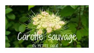 Carotte sauvage ou petite ciguë ?