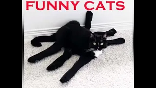 FUNNY CAT VIDEOS in 2021| Funny cats !!!|Cats memes|Funny cats Compilation #7 | Cats Lovers