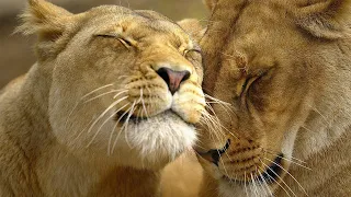 Africa's most Fearsome Hunters - Lion Pride Documentary HD