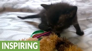 Abandoned kitten receives second chance at life