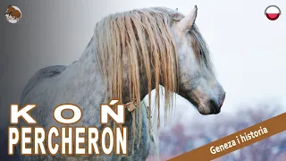 KOŃ PERCHERON, najczęściej eksportowane konie ciężkie na świecie, POCHODZENIE RAS