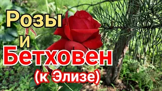 Цветы и музыка! Розы и Бетховен (К Элизе)!Музыкальное видео для отдыха/Relaxing music video/편안한 비디오