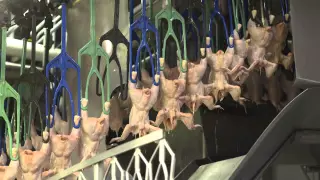 An Inside Look at U.S. Poultry Processing