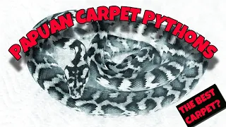 Everyone Needs A Papuan Carpet Python!