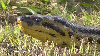 Yellow Anaconda (3 meters) - Pantanal