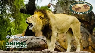 Kilimanjaro Safaris On Ride 4K POV Disney's Animal Kingdom Walt Disney World 2023 01 28