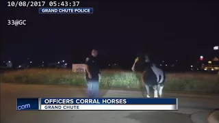 VIDEO: Wisconsin police chase down loose horses