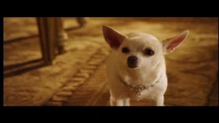 Mehpara Najafova - Beverly Hills Chihuahua 2. Azerbaijani trailer