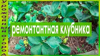 РЕМОНТАНТНАЯ КЛУБНИКА!!ОСОБЕННОСТИ УХОДА!!!