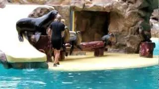 Sea lion show at loro park, tenerife (part 1)