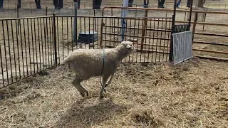 0313 yearling ewe