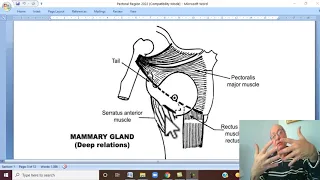 Musculo-skeletal Module I in Arabic 46 ( Anatomy of female breast  ) , by Dr. Wahdan 2022