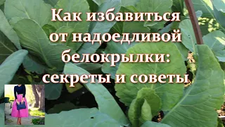 Белокрылка: все борются по-своему, а я только так. Капуста растет на глазах без вредителей