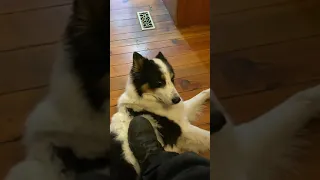 Yakutian Laika getting pets