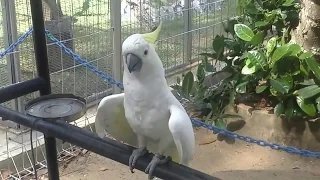 WAH BURUNG KAKAK TUA NYANYI. SERU HABIS. TONTON SAMPAI HABIS DARI AWAL GUYS.