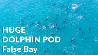 Huge Dolphin Pod False Bay Cape Town