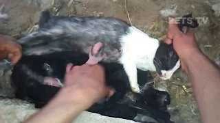 Rabbit ||  cute baby rabbits feeding milk from their mother | newborn baby rabbits | Bunny