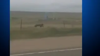 Think You Can Outrun A Bear? Think Again!