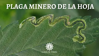 5 Maneras Efectivas De Eliminar La Plaga Del MINERO DE LA HOJA 🌱  🐛