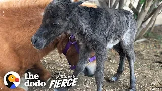 Baby Mini Horse Born Too Small Turns Into A Bucking Bronco | The Dodo Little But Fierce