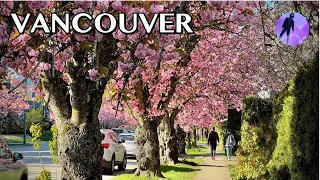 2024 🌸 Cherry Blossom Spring Walk | 4K