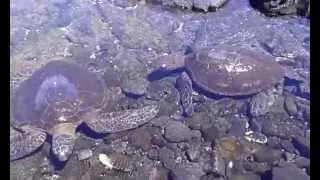 PunaLu'u, Black Sands Beach, Turtle Bay, on the Big Island of Hawaii