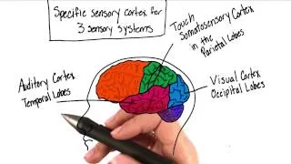 Sensory systems of the brain - Intro to Psychology
