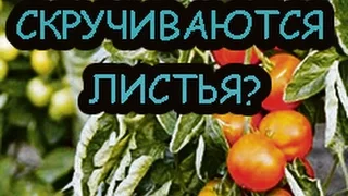 Почему скручиваются листья томатов