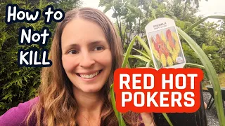 How to Plant RED HOT POKERS and Keep them ALIVE #garden