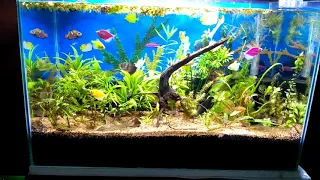 Planted tank Low Tech, No CO2, in Father Fish method after two months