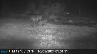 Male Fox Grooming Cub