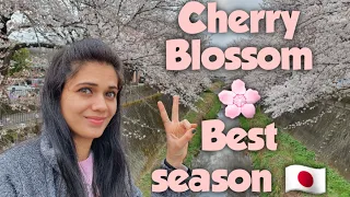 | Best season in Japan | Sakura 2021 | Cherry blossom 🌸 | Aish Journey