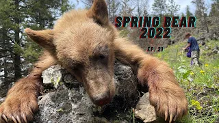 2022 Idaho Spring Black Bear  - Public Land Hunt - Spot and Stalk - Marksman's Creed - Ep. 21