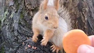 Кормлю знакомую белку / Feeding a familiar squirrel