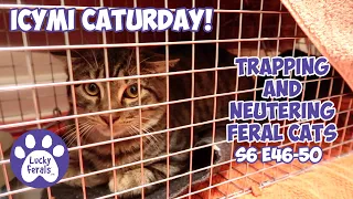 ICYMI Caturday! * Feral Kittens TNR * Lucky Ferals S6 E46 - 50 * Compilation