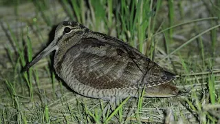 Eurasian woodcock nonbreeding 231021 Japan