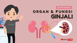 GINJAL DAN PEMBENTUKAN URINE | SISTEM EKSRESI MANUSIA