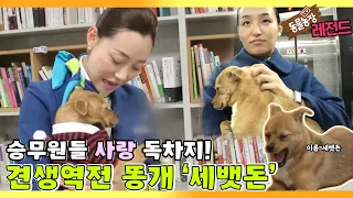 [TV 동물농장 레전드] ‘승무원들의 사랑을 독차지 한 똥개’ 풀버전 다시보기 I TV동물농장 (Animal Farm) | SBS Story