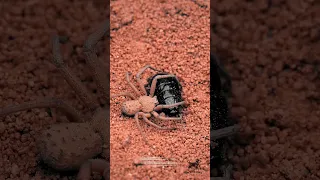 Master Of Surprise hunting | Trapdoor Spider #shorts #insects #cockroach #dangerous #trendingshorts