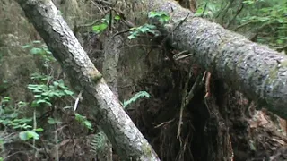 Nest being guarded by a cloaked Sasquatch!