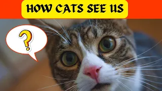 How Do Cats Really See Us (Owners, Parents, Big Cats?)