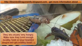 Cricket Breeding - The whole life cycle of crickets